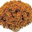 Picture of Chrysanthemum Apricot (Yahou Series)