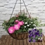 Picture of Blue tones 40cm pre-planted hanging basket