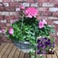 Picture of Blue tones 35cm pre-planted two-tone hanging basket