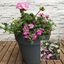 Picture of Pink tones 30cm pre-planted patio pot