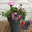 Picture of Mixed 30cm pre-planted patio pot