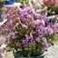 Picture of Lagerstroemia indica With Love Eternal ('Milavio') (PBR) (With Love Series)