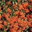 Picture of Pyracantha Saphyr Orange ('Cadange')