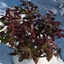 Picture of Trachelospermum jasminoides Winter Ruby ('Trared') (PBR)