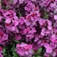 Picture of Erysimum ( wallflower ) Sugar Rush Purple Bicolour