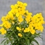 Picture of Erysimum ( wallflower ) Sugar Rush Yellow