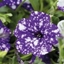 Picture of Petunia NightSky ('Kleph15313')