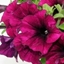 Picture of Petunia Recife Burgundy Improved