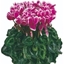 Picture of Cyclamen Fantasia® Purple (Latinia Series)