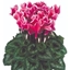 Picture of Cyclamen Fantasia® Deep Rose (Latinia Series)