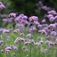 Picture of Verbena bonariensis