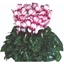 Picture of Cyclamen Victoria 50 Rose with Eye (Latinia Series)