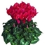 Picture of Cyclamen Success® Deep Salmon (Latinia Series)