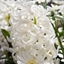 Picture of Hyacinthus orientalis Carnegie