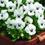 Picture of Viola Vibrante White Blotch F1 (Vibrante Series)