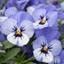 Picture of Viola Vibrante YTT F1 (Vibrante Series)