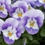 Picture of Viola Vibrante Wedgewood F1 (Vibrante Series)