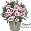 Picture of Dianthus Oscar Purple Star ('Kledp15180') (PBR)
