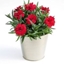 Picture of Dianthus Oscar Cherry ('Kledp11109') (PBR)