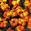 Picture of Erysimum ( wallflower ) Sugar Rush Orange