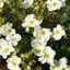 Picture of Potentilla fruticosa Bella Bianca ('Hachbianca') (PBR)