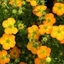 Picture of Potentilla fruticosa Bella Sol ('Hachdon') (PBR)