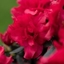 Picture of Rhododendron Red (PBR) (Evergreen Series)