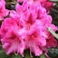 Picture of Rhododendron Cosmopolitan