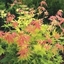 Picture of Acer palmatum Orange Dream
