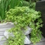 Picture of Acer palmatum Ryusen