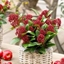 Picture of Skimmia japonica Red Dwarf ('Moerings 2') (PBR)