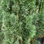 Picture of Taxus baccata Fastigiata Robusta