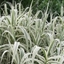 Picture of Arundo donax Variegata Compact