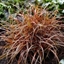Picture of Uncinia rubra Everflame ('Belinda's Find') (PBR)