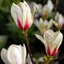 Picture of Magnolia Sunrise