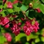 Picture of Ribes sanguineum King Edward VII