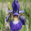 Picture of Iris sibirica Flight of Butterflies