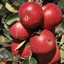 Picture of apple Scrumptious