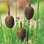 Picture of Typha minima