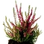 Picture of Calluna vulgaris Dark Beauty (PBR)