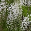 Picture of Wisteria floribunda f. alba Shiro-noda