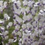 Picture of Wisteria floribunda f. Multijuga