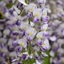 Picture of Wisteria × formosa