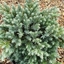 Picture of Juniperus squamata Blue Star