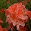 Picture of Rhododendron Koster's Brilliant Red