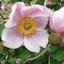Picture of Anemone × hybrida September Charm