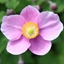 Picture of Anemone hupehensis var. japonica Splendens