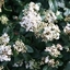 Picture of Viburnum tinus French White