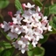 Picture of Viburnum × juddii
