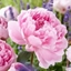 Picture of Paeonia lactiflora Sarah Bernhardt